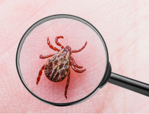 A Deeper Look Into Lyme Disease: Origins, Risks, and Lingering Effects